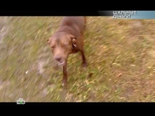 Чистосердечное признание / шальные деньги (2010) doc filmik net