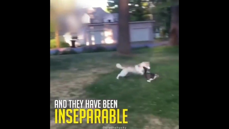 Котёнок, воспитанный молодые