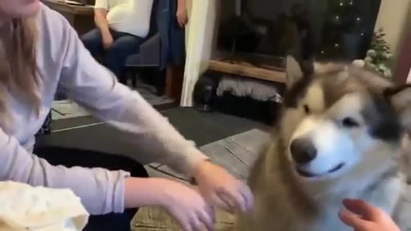 Woof porn video – Don't woof – woof