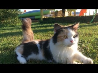 Домашняя кошечка в парке «дикие белки»