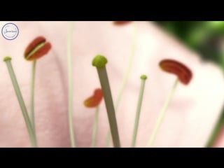 8 биология 6 кл оплодотворение формирование семени и плода