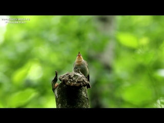 Ficedula parva (red breasted flycatcher, малая мухолоа) moscow hd 2016