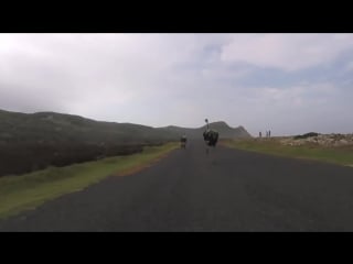 Cyclists chased by an ostrich the funniest thing youll see today