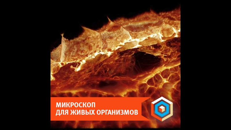 Микроскоп для живых организмов