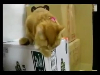 Кот, который дождался
