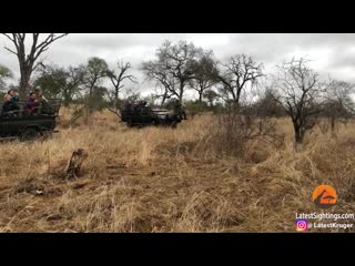 Hyena saves warthog from leopard