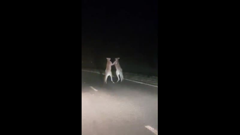 Едешь такой ночью домой, а на дороге кенгуру пиздятся