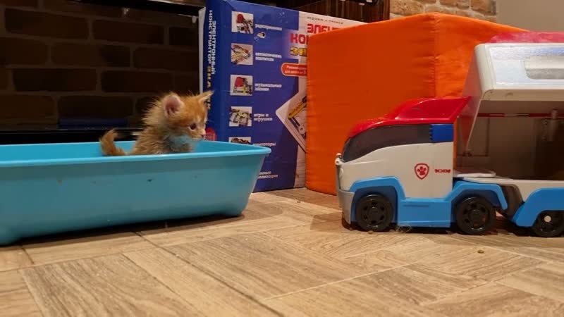 Котята мейн кун дата съёмки 9февраля ( 1мес)