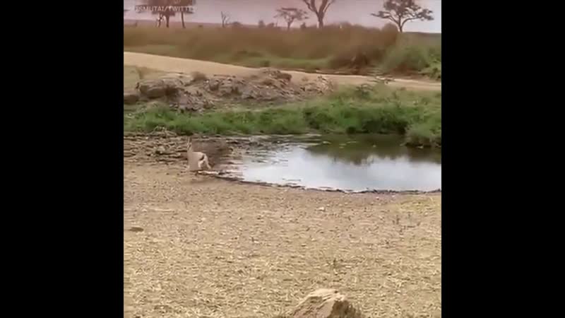 Антилопа обманула большую киску