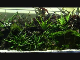 Aquascaper 1200 sinematic anniversary special 2018