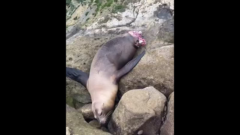 Жесть 18+ после атаки акулы