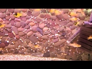 Пецилия шмель, пецилия пчелка (bumblebee platy, honeybee platy, yellow black platy)5см 80р5см