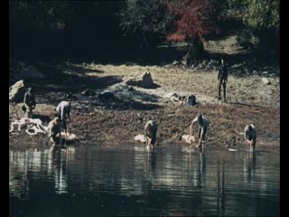 Девятнадцать девушек и один моряк (югославия, 1971) военный, детектив, джейн биркин, серж генсбур