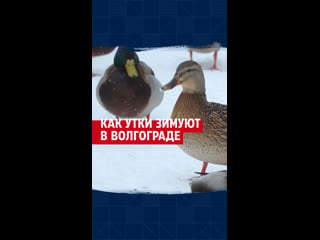 Уточки в парке