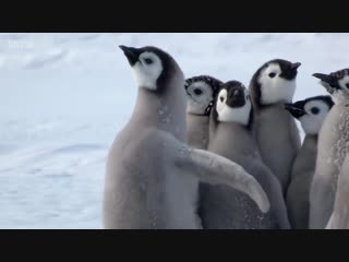 Penguin chicks rescued by unlikely hero spy in the snow bbc