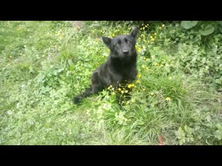 Trim 20200411 203036 mp4