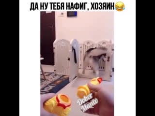 Испугал своего собакена