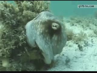 This octopus is able to shapeshift