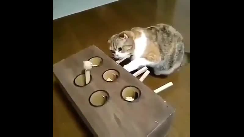 Разумный кот