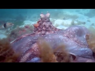 Octopus tries to porn diver interrupting its morning walk