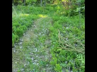 Kitten to catz 20200627 2 mp4