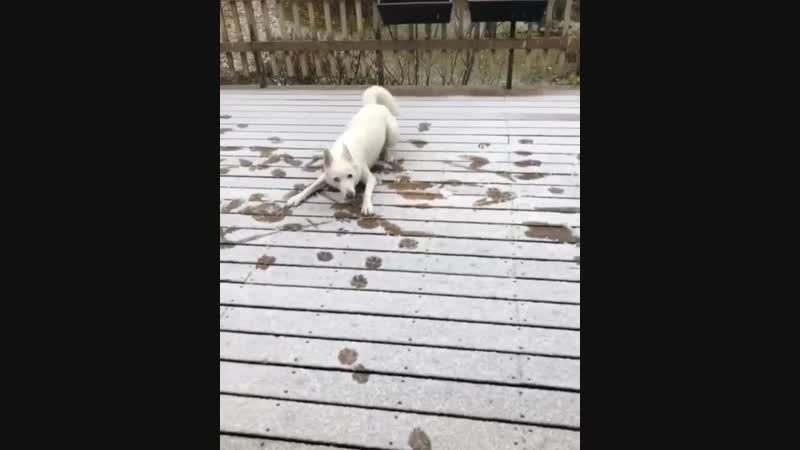Husky porn video – Husky and snow