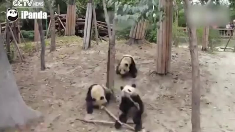 Парочка решила уединиться, но сверху рухнула панда