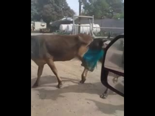 Kaz media 20200320 5 mp4