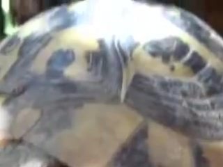 Черепаший секс