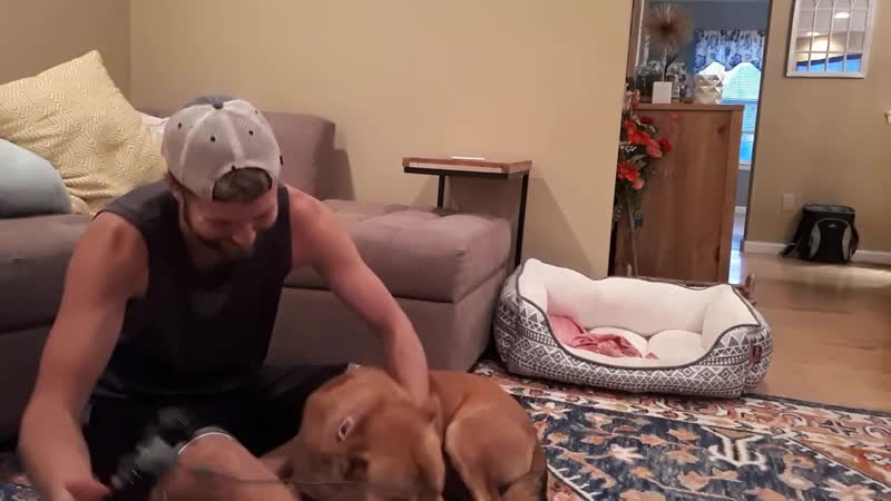 Молодые не любит, когда хозяин играет в видеоигры