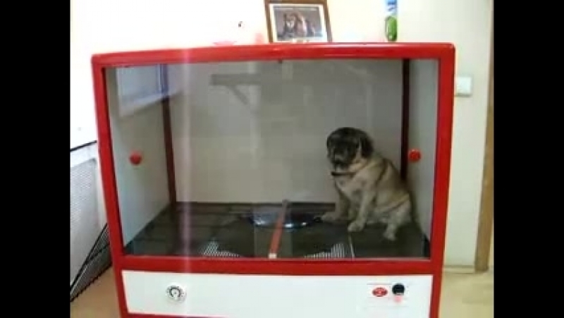 Мопс в сушилке,ему нравится)