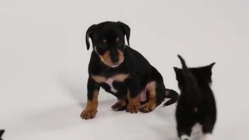 Две минуты умиления знакомство котят и щенков