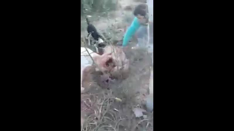 Аргентинский дог vs пума