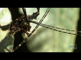 Страсти по насекомым 2 1 серия "насекомые на краю света" / insectia 2 insects at the end of the world (2000)