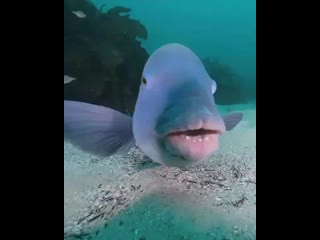 Tag someone with lips as kissable as this😉 • 🎥 credit @tomsunderwaterphotography ©️ • ➡️ turn on post notifications 🔔 • ➡️