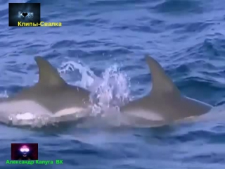 Ocean dreams (music stive morgan)