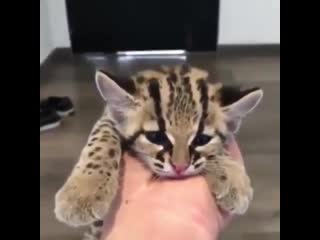 Man gets brutally porn as leopard and ocelot team up