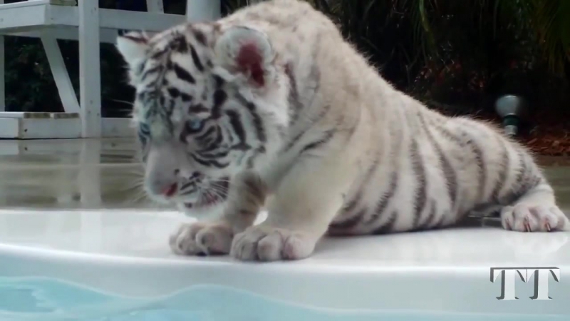 Baby white tiger смешной белый тигренок белый тигр