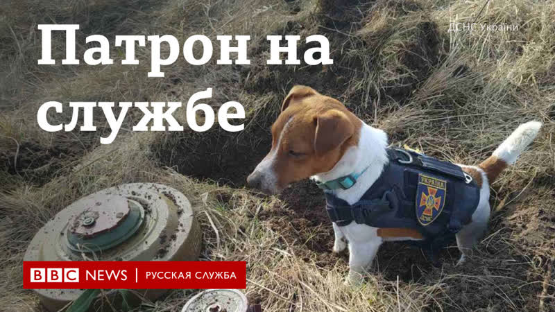 Пес сапер на службе в украинской армии