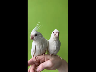 2 белых птенчика корелл