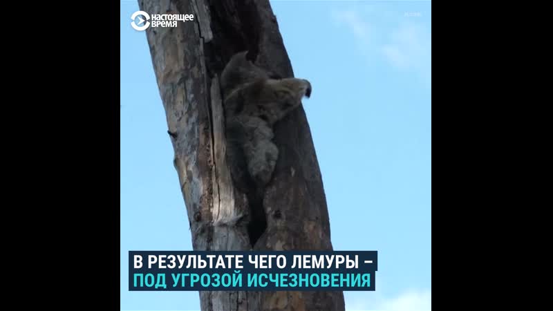 Мадагаскарские лемуры оказались на грани исчезновения