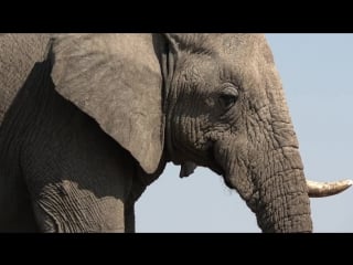 How elephants listen with their feet (deep look)