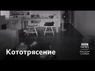 Землетрясение на тайване всполошило котов