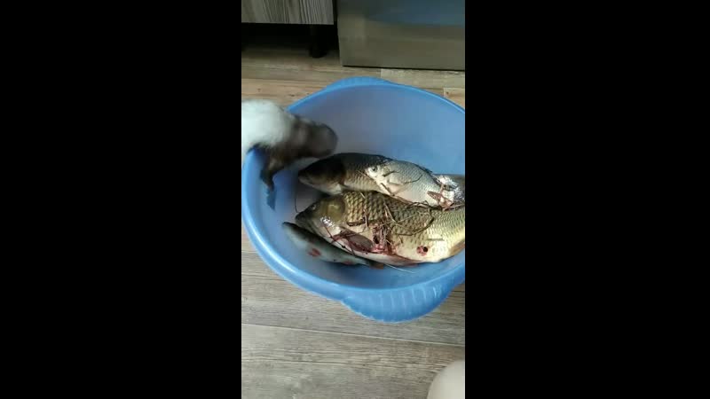 Маленькая воришка