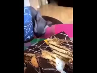 Craving those sweet calories after a long diet mp4