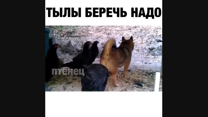 Тылы беречь надо