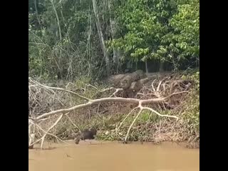 In pantanal, brazil