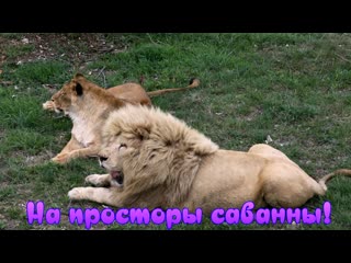 Наталья флорес настоящая львиная жизнь! тайган