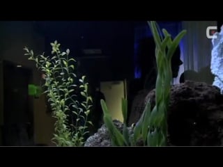 Cinema bizarre cbtv 15 responding again