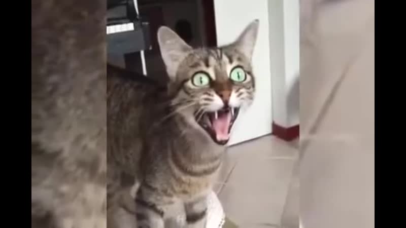 Звериный ансамбль